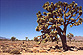 Joshua Tree in Death Valley by KC Wilder